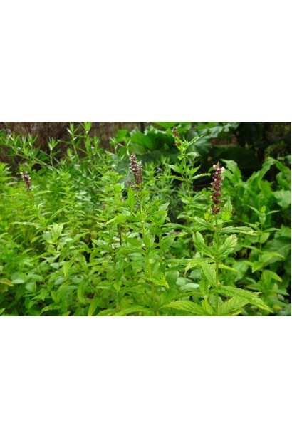 Mentha spicata